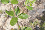 Dogtongue buckwheat